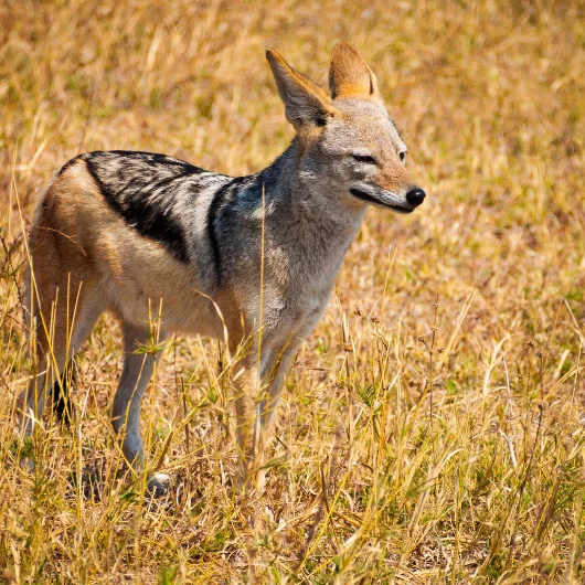 Savuti Wildlife