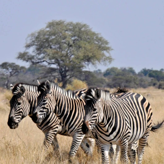 Savuti Wildlife