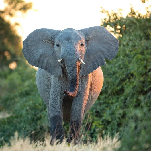 Savuti Wildlife