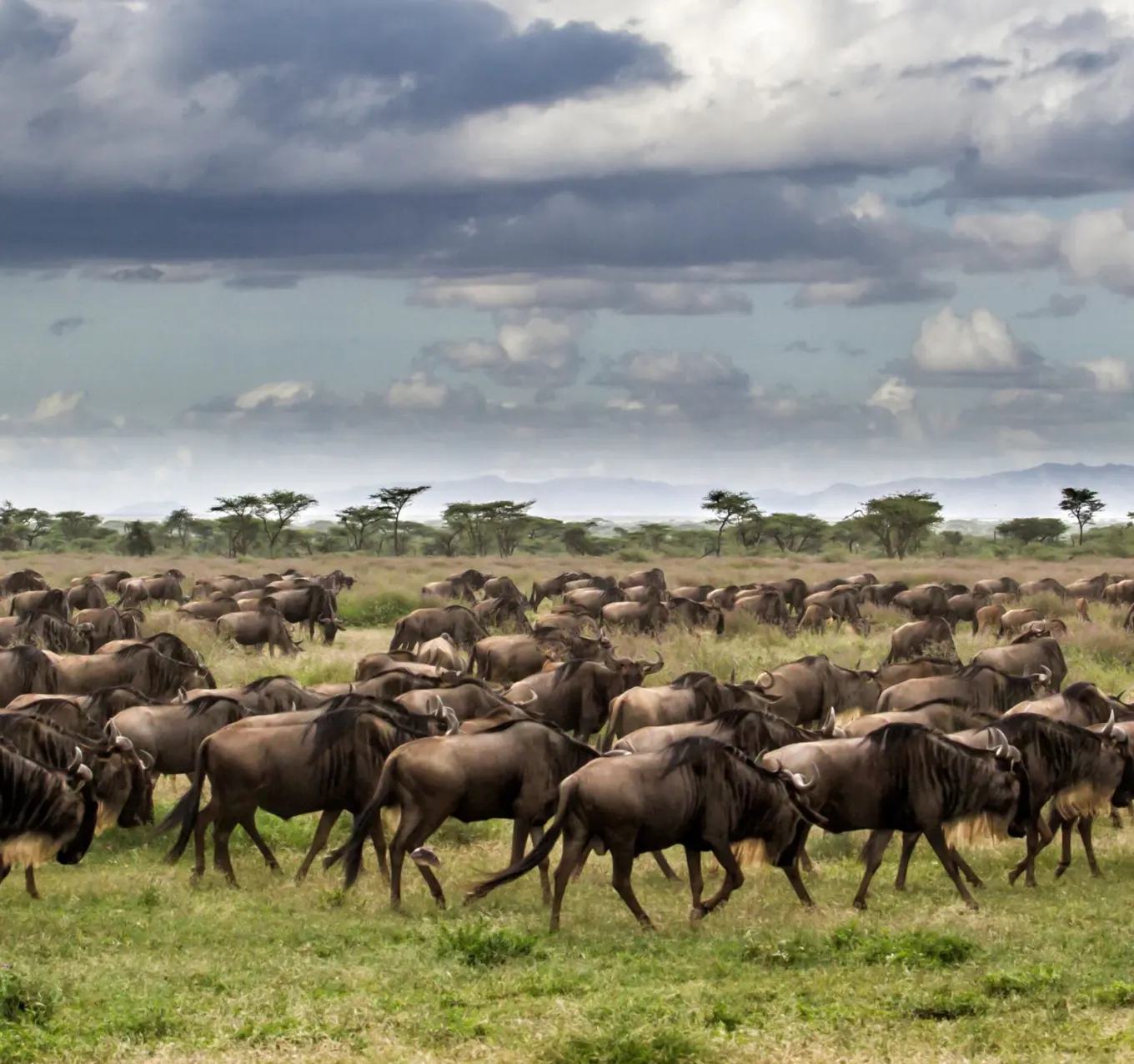 Migration