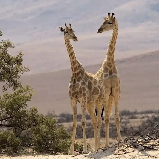 Desert Wildlife