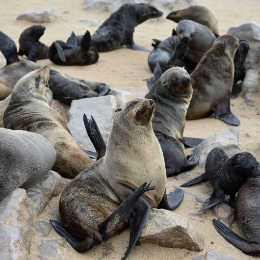 Seals