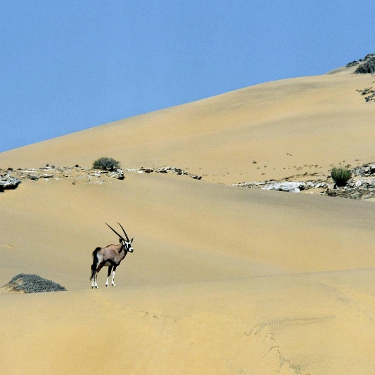 Desert Wildlife