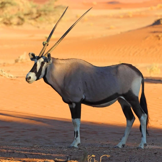 Oryx