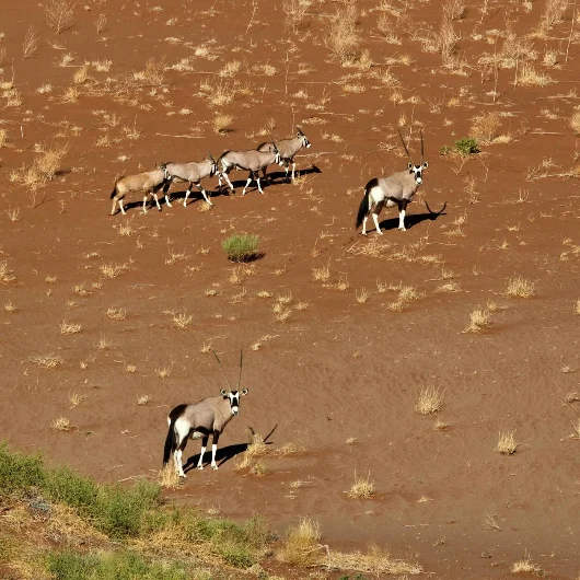 Oryx