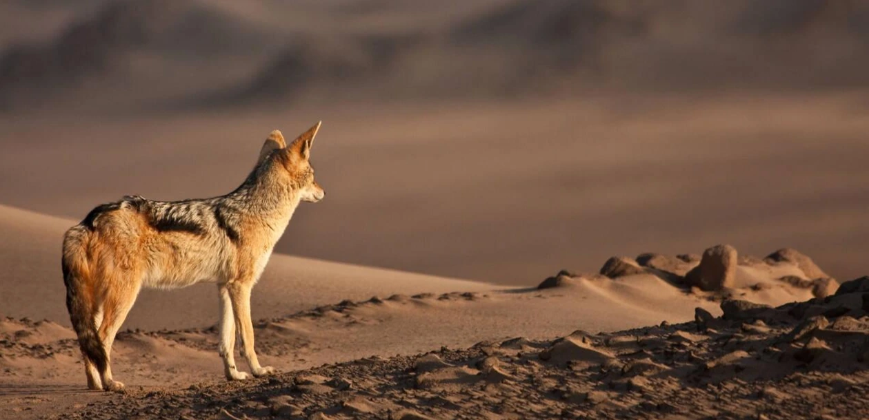 Rare Desert Wildlife