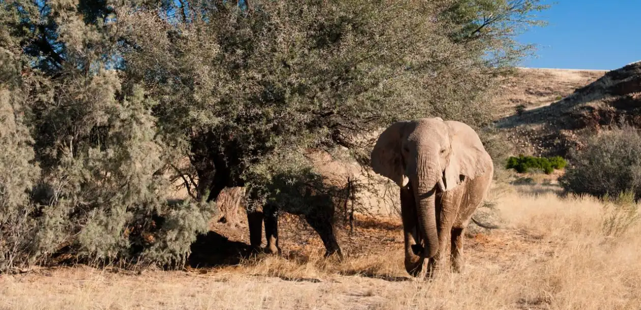Big Five Animal