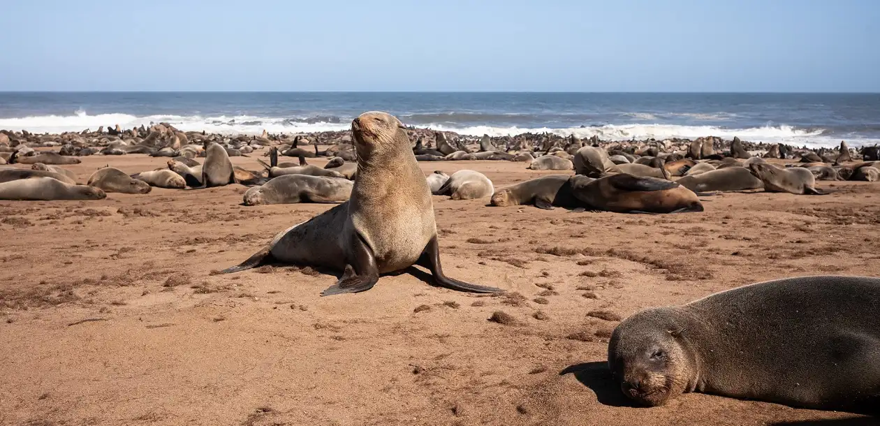 Seal Colonies