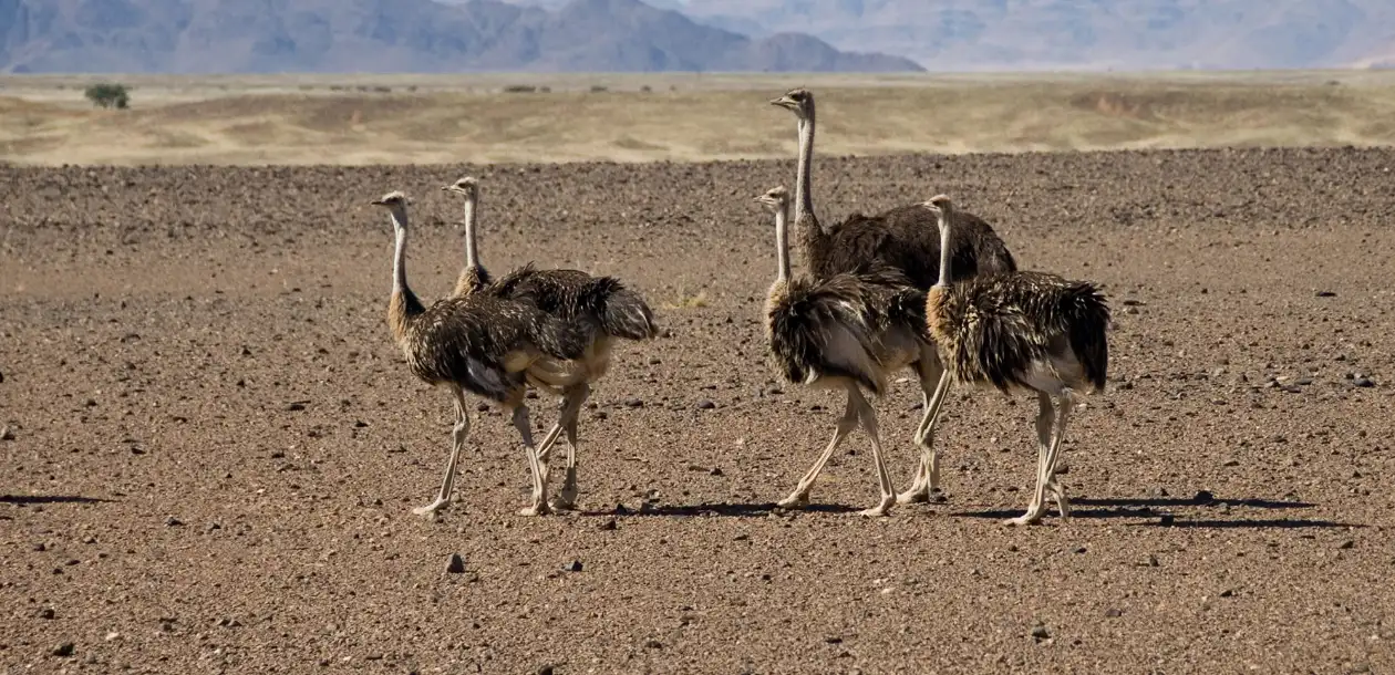 Stunning Wildlife Moments