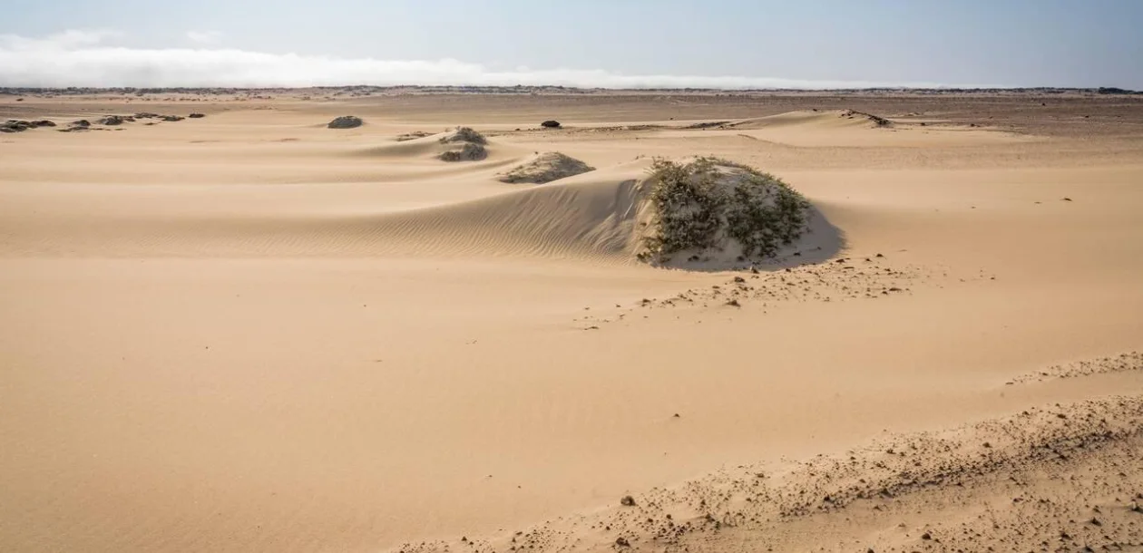 Wild Landscapes