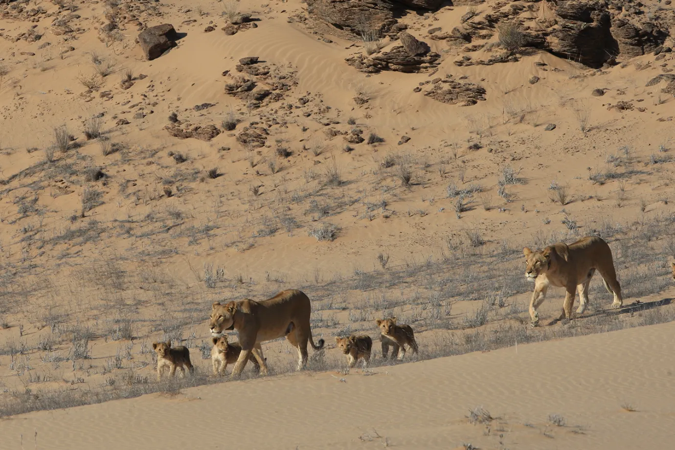 Skeleton Coast Big Five