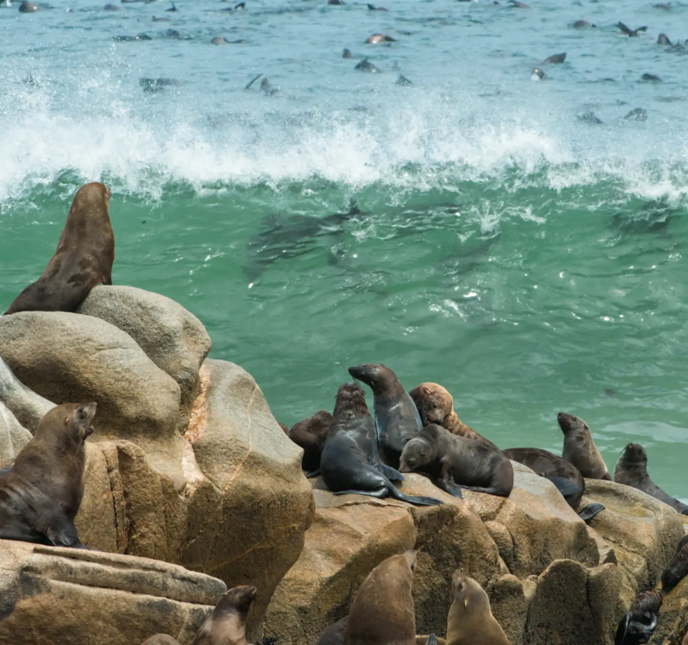 Seal Colonies