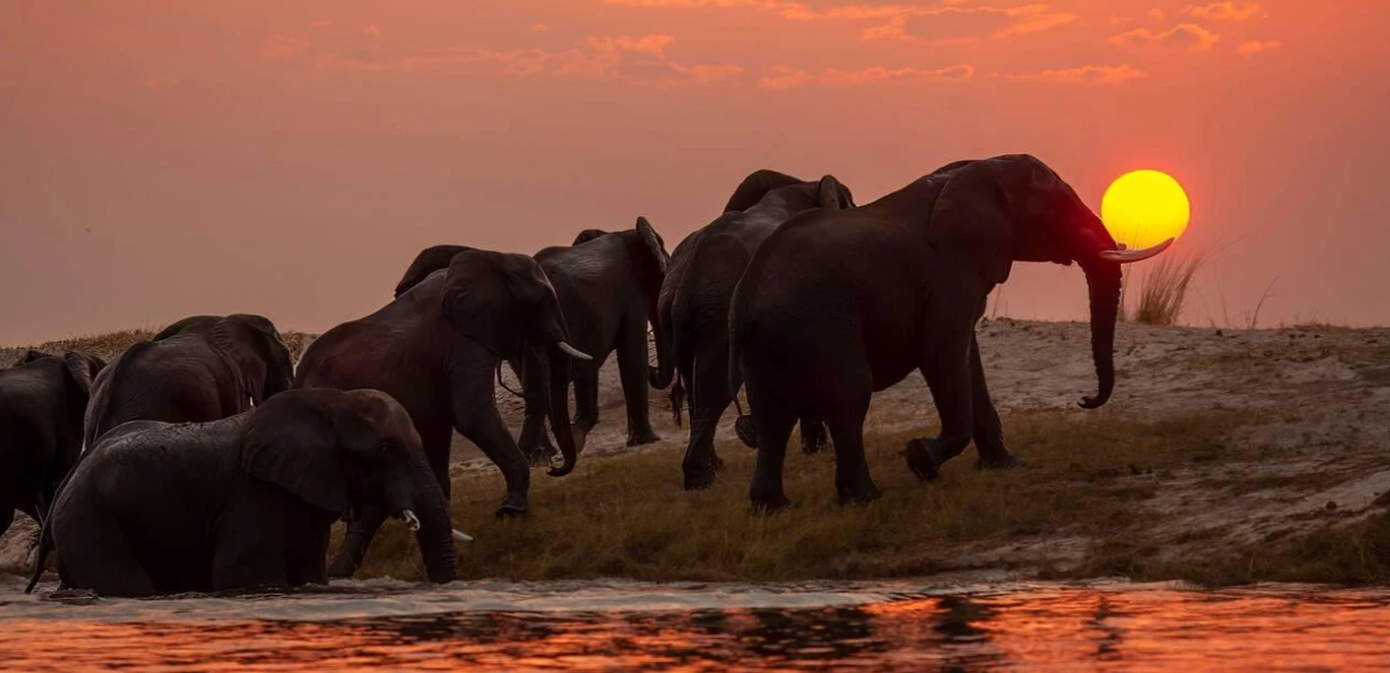 Wildlife Viewing