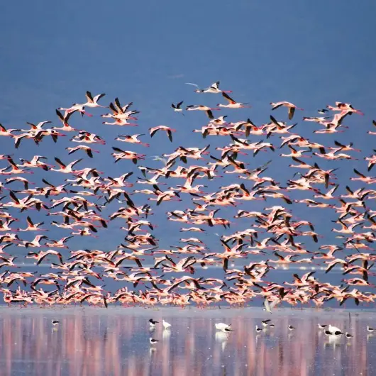 Lake Manyara Flammingoes