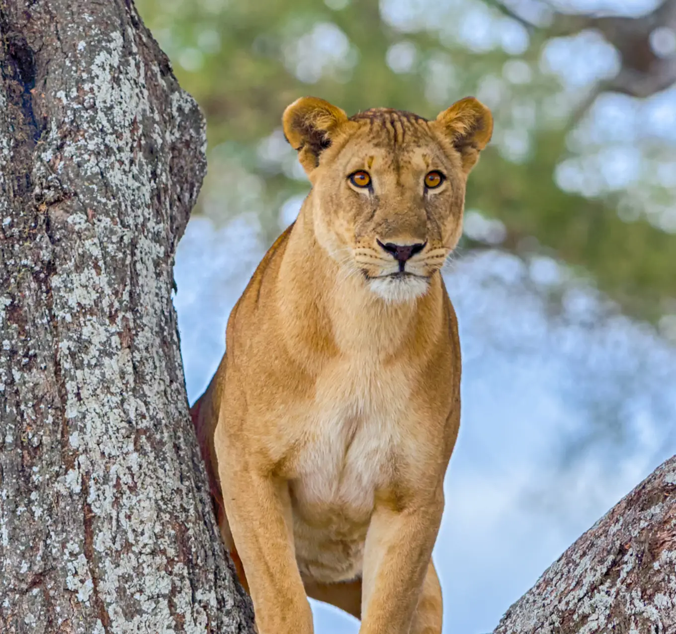 Tanzania Wildlife
