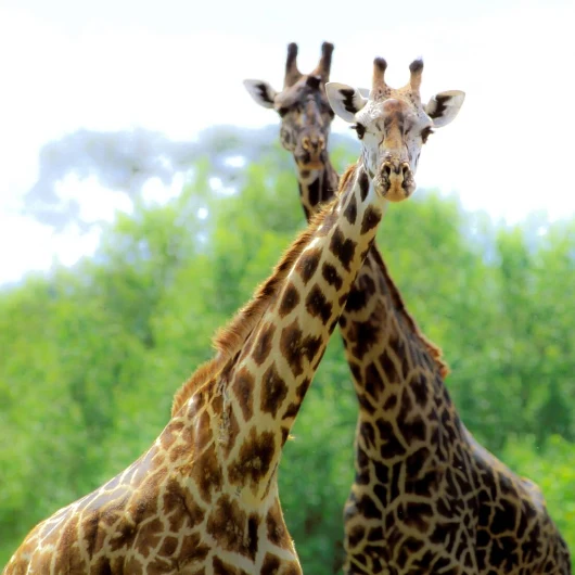 Tarangire Wildlife