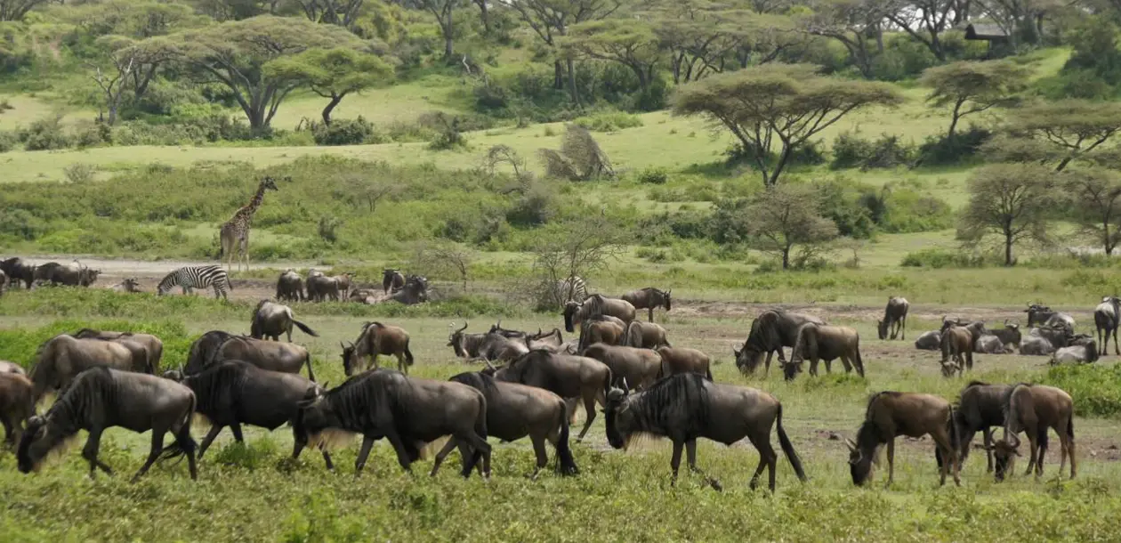 Safari Seasons