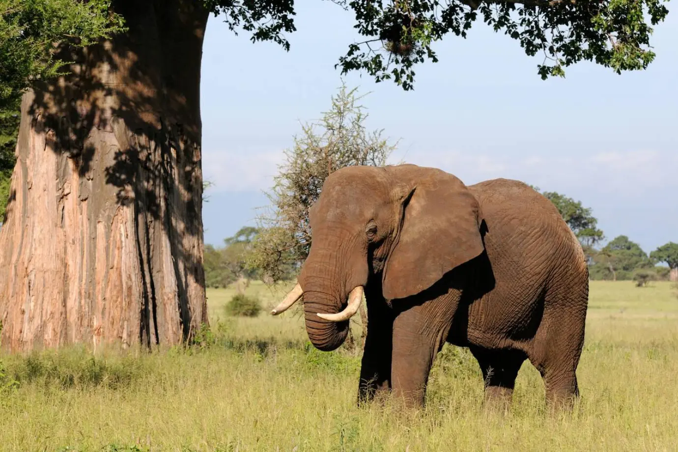 Tarangire Wildlife