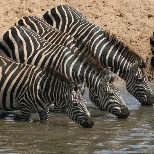 Tarangire Wildlife