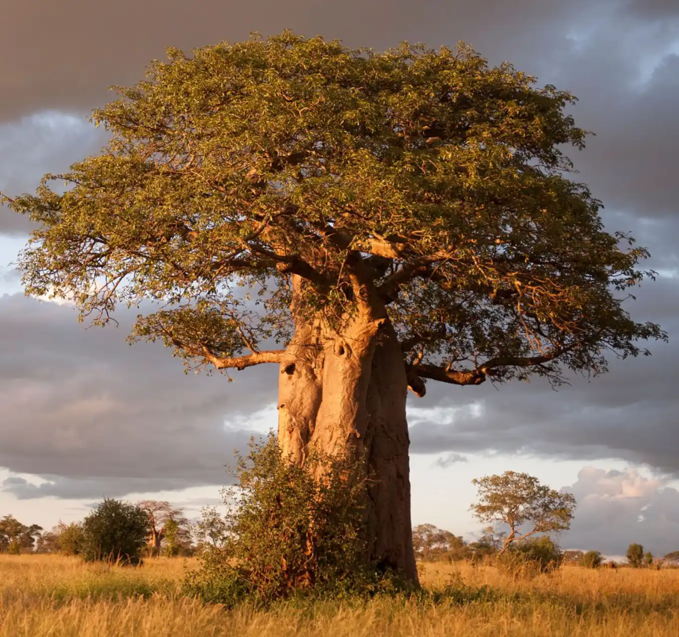 Baobab Tree