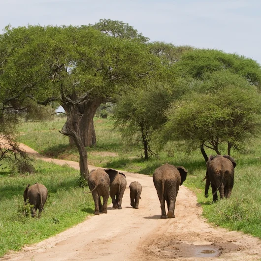 Tarangire Wildlife