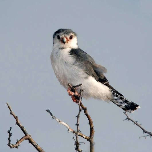 Tarangire Birdlife