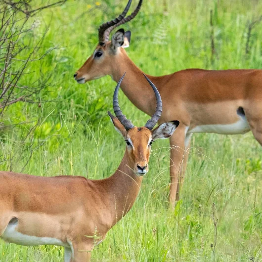 Tarangire Wildlife