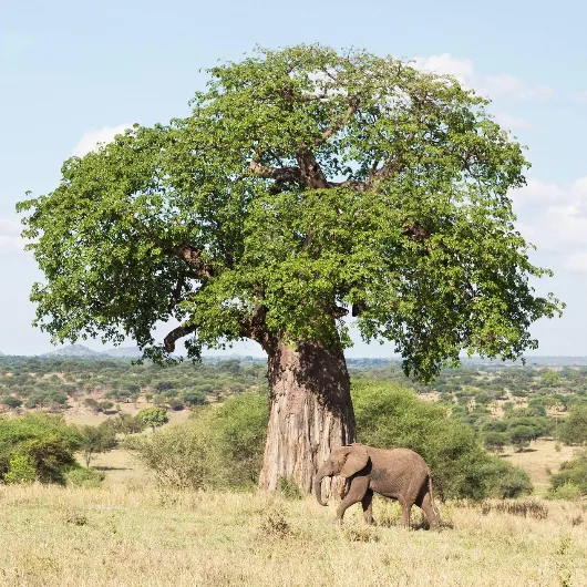 Tarangire Attractions