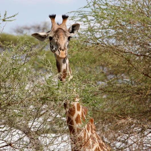 Tarangire Wildlife