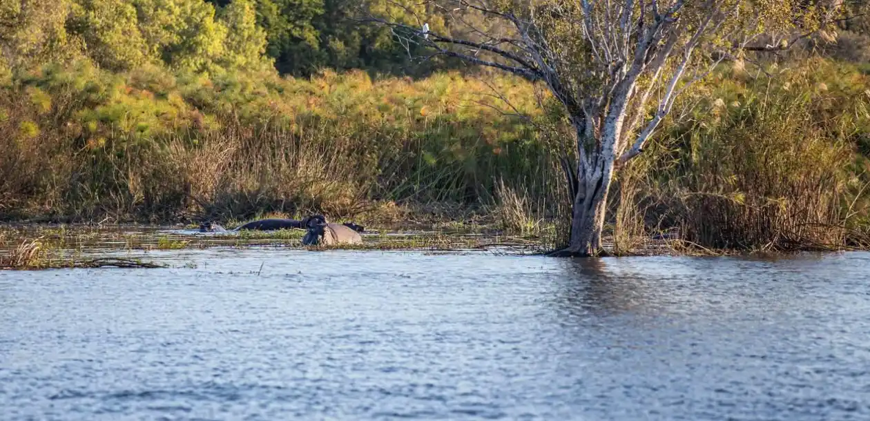 Zambezi Views