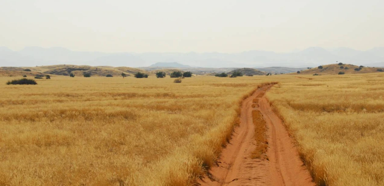 Desert Walking