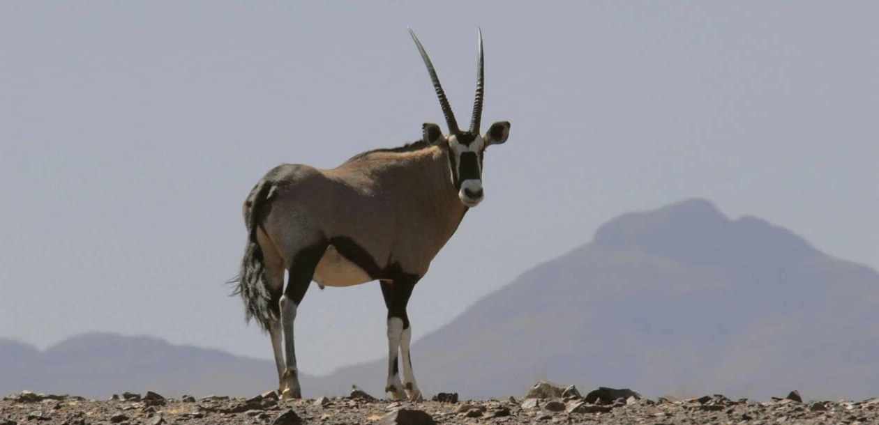 Wildlife Tracking