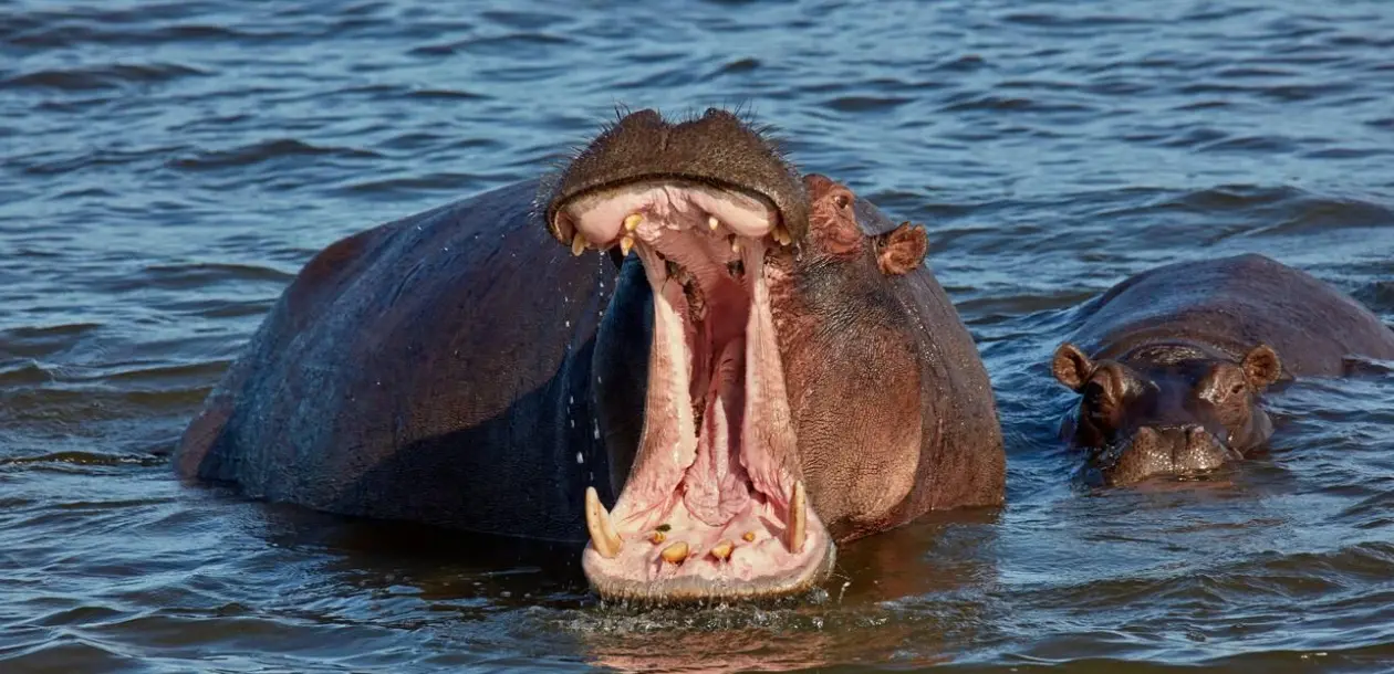 Wildlife Tours