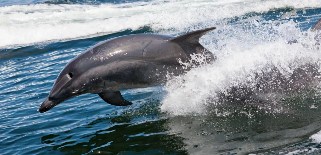 Dolphin