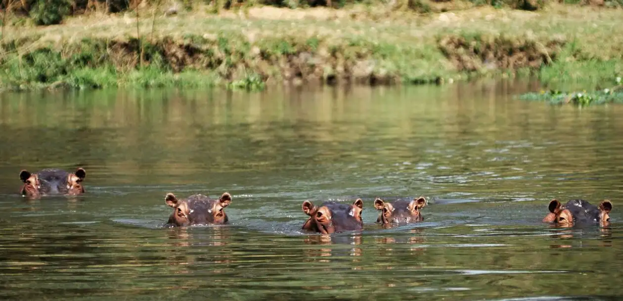 Hippo Sightings