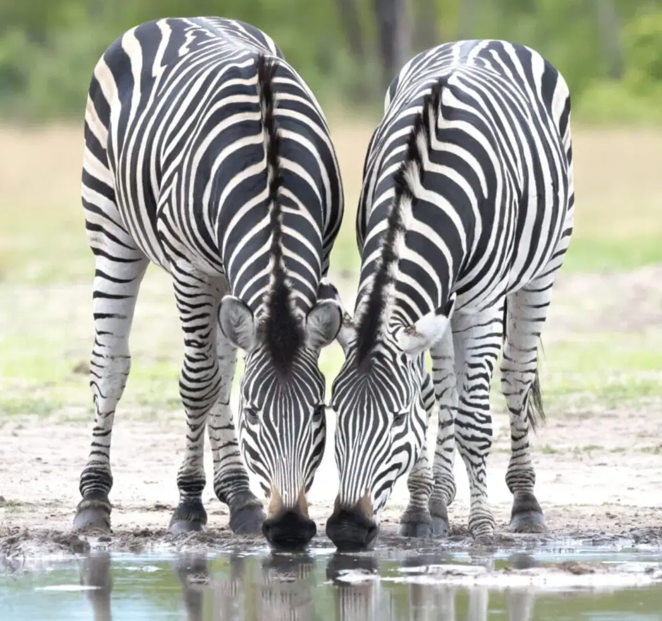 Hwange Wildlife