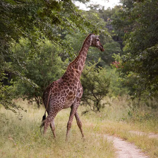 Hwange Wildlife