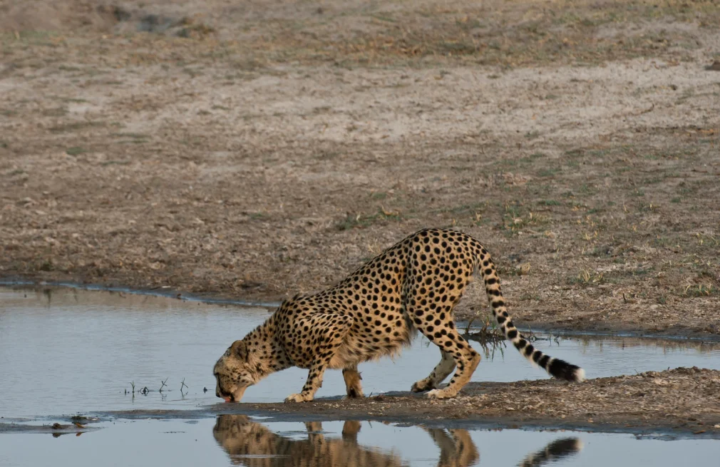Hwange Wildlife