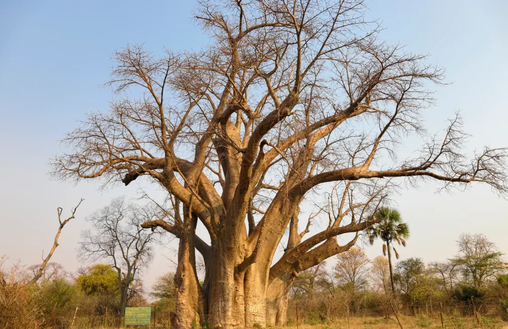Baobab Tree