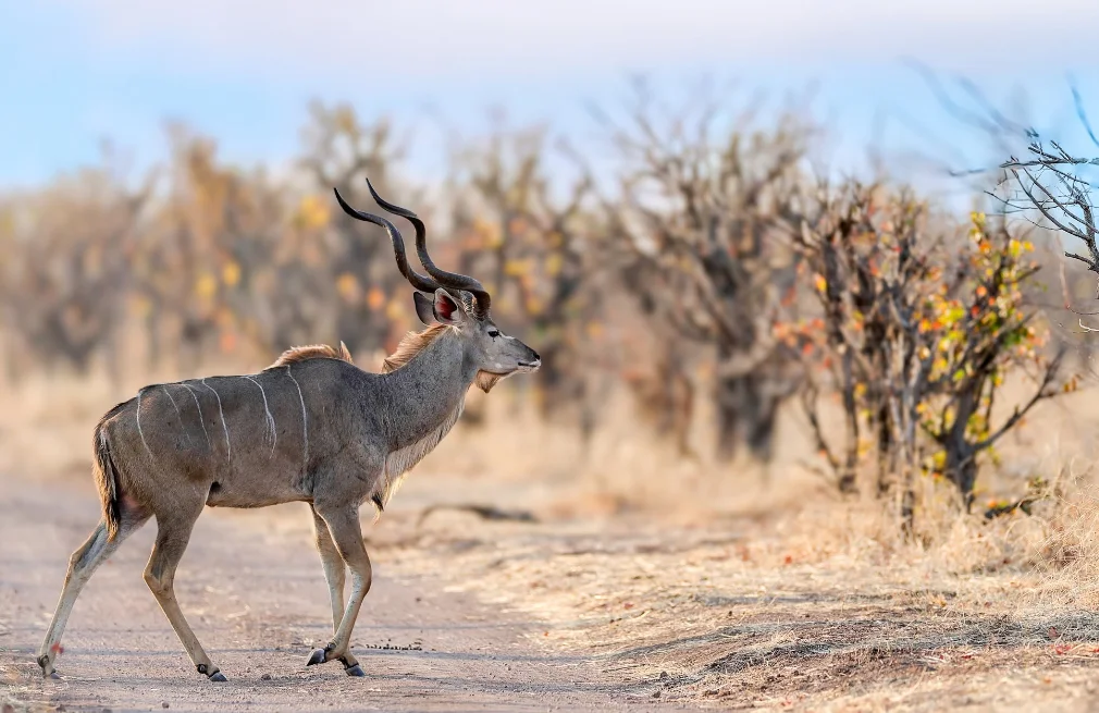 Hwange Wildlife