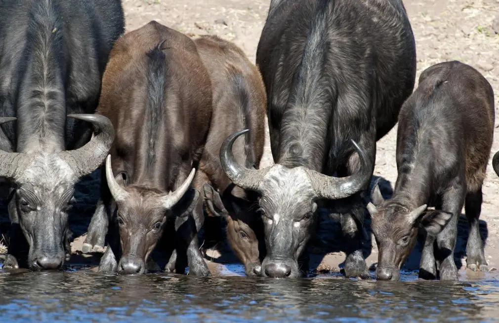Chobe Wildlife