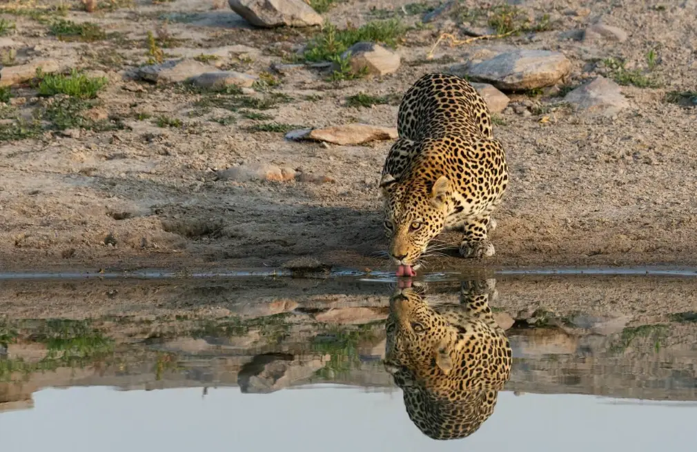 Chobe Predators