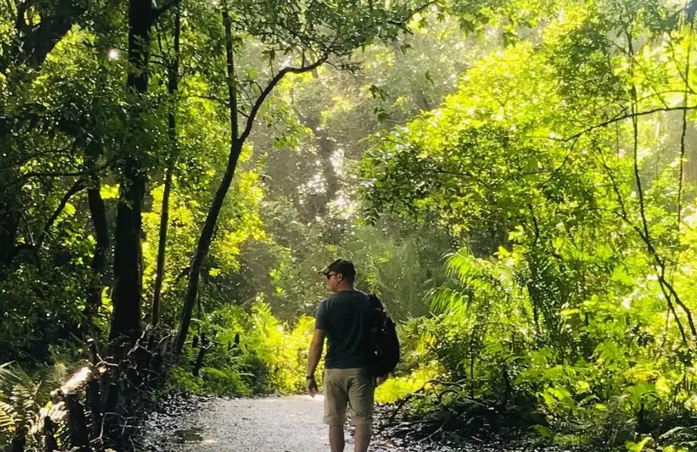 Forest Walk