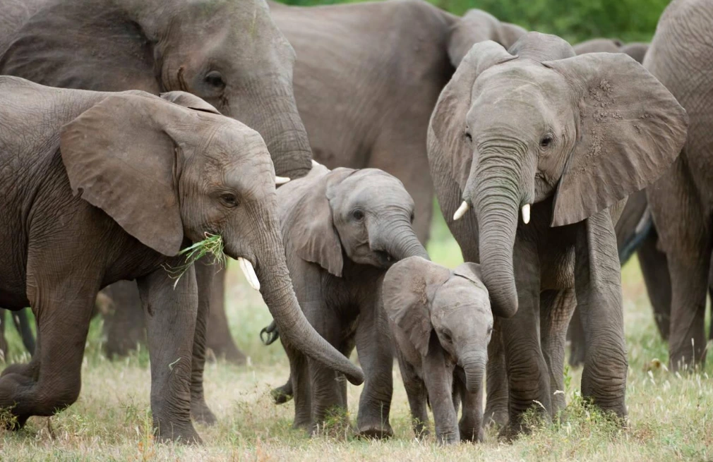 Elephant Herds