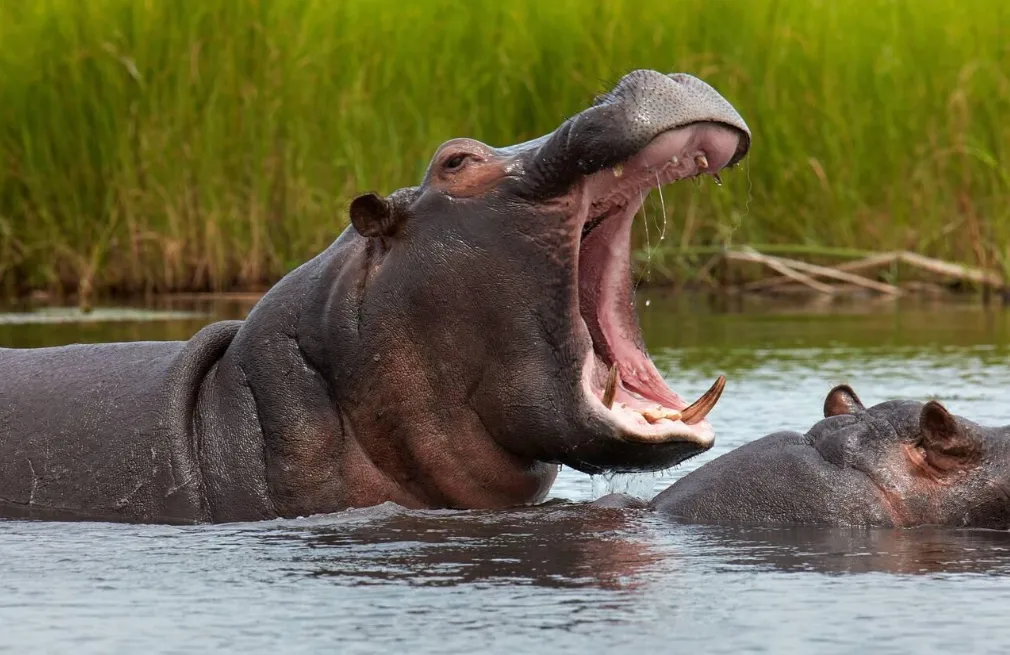 Chobe Hippos